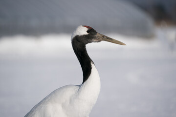 The red-crowned crane (Grus japonensis)
