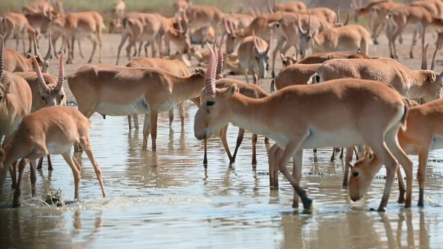 Wild saiga antelope or Saiga tatarica drinks in steppe. 4K