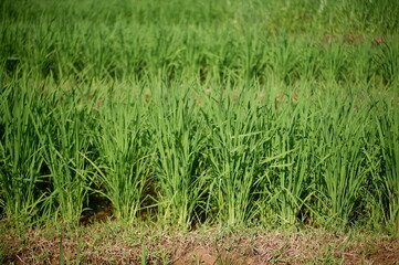 Obraz na płótnie Canvas green rice field, oriza sativa plant or rice field or green plant or tanaman padi di sawah milik petani indonesia