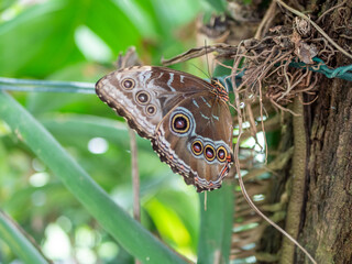 Fototapeta premium Blue Morpho menelaus on a plant