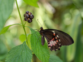 Fototapeta na wymiar Parides erithalion Ritterfalter Papilionidae auf einem Blatt
