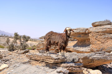 A Goat in Jebel Shams Mountains, Oman