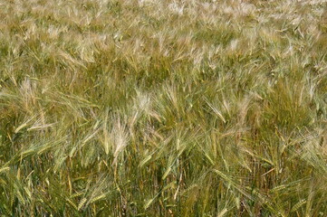 Gerstenfeld im Juni, das sich von grün in gelb verfärbt