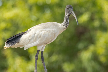 Australian Ibis in Queensland Australia