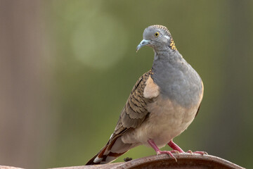 Bar-shouldered Dove in Queensland Australia