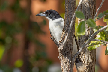Black-backed Butcherbird in Queensland Australia