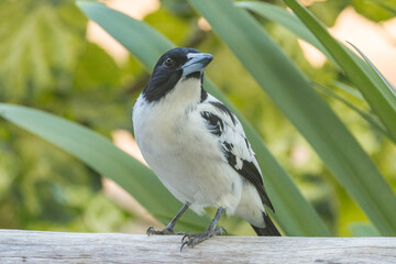 Black-backed Butcherbird in Queensland Australia