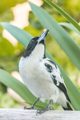 Black-backed Butcherbird in Queensland Australia