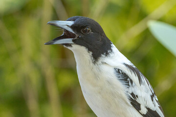 Black-backed Butcherbird in Queensland Australia