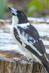 Black-backed Butcherbird in Queensland Australia