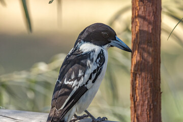 Black-backed Butcherbird in Queensland Australia