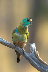 Golden-shouldered Parrot in Queensland Australia