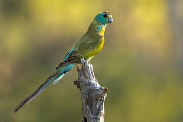 Golden-shouldered Parrot in Queensland Australia