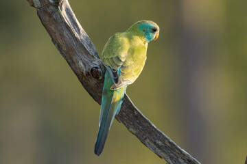 Golden-shouldered Parrot in Queensland Australia