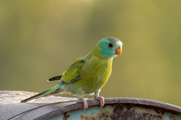 Golden-shouldered Parrot in Queensland Australia