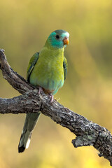 Golden-shouldered Parrot in Queensland Australia