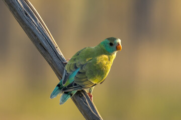 Golden-shouldered Parrot in Queensland Australia