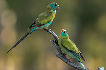 Golden-shouldered Parrot in Queensland Australia