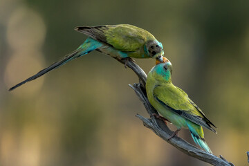Golden-shouldered Parrot in Queensland Australia