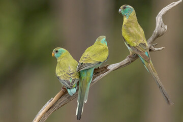 Golden-shouldered Parrot in Queensland Australia