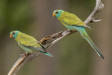 Golden-shouldered Parrot in Queensland Australia