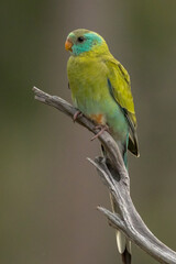 Golden-shouldered Parrot in Queensland Australia