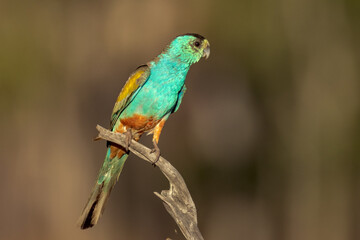 Golden-shouldered Parrot in Queensland Australia