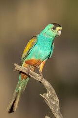 Golden-shouldered Parrot in Queensland Australia