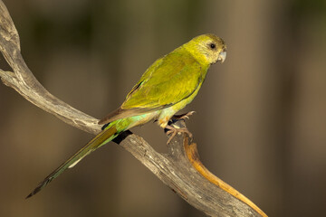 Golden-shouldered Parrot in Queensland Australia