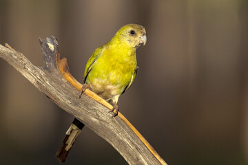 Golden-shouldered Parrot in Queensland Australia