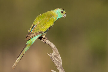 Golden-shouldered Parrot in Queensland Australia