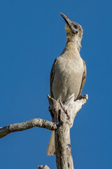 Little Friarbird in Queensland Australia