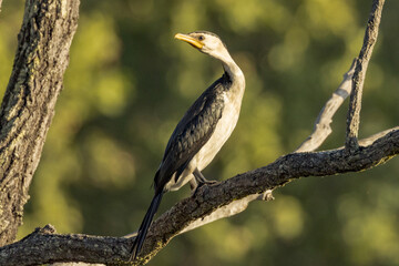 Little Pied Cormorant in Queensland Australia