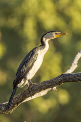 Little Pied Cormorant in Queensland Australia