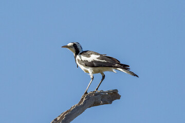 Magpie Lark in Queensland Australia