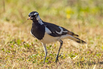Magpie Lark in Queensland Australia