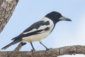 Pied Butcherbird in Queensland Australia