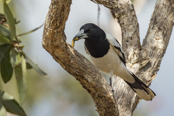 Pied Butcherbird in Queensland Australia
