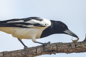 Pied Butcherbird in Queensland Australia