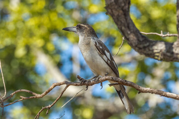 Pied Butcherbird in Queensland Australia