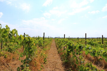 Fototapeta na wymiar Closeup view of a grape vine with row of grapes against blue sky. Beautiful vineyard is situated near Murfatlar in Romania
