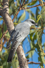 White-bellied Cuckooshrike in Queensland Australia