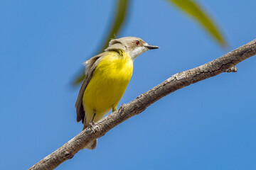White-throated Gerygone in Queensland Australia