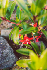orange vireya rhododendron plant with coral flowers outdoor in sunny backyard