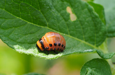 Kartoffelkäferlarve frisst Kartoffelblatt,