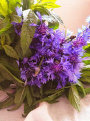 macro photography of purple cornflower flowers and mint green