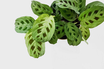 Green maranta leuconeura kerchoveana plant in pot with  white background - obrazy, fototapety, plakaty