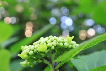 蕾の紫陽花