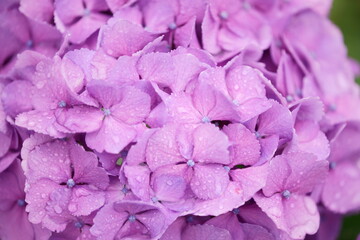 million dollar flower