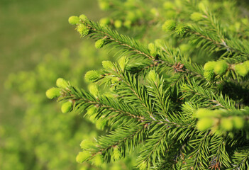 spruce green branch with young needle shoots